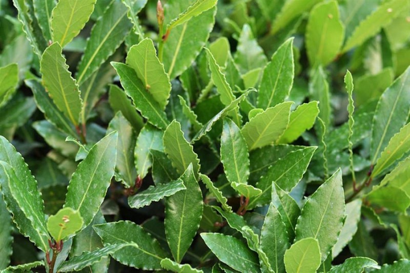 Lush Georgian laurel farming region