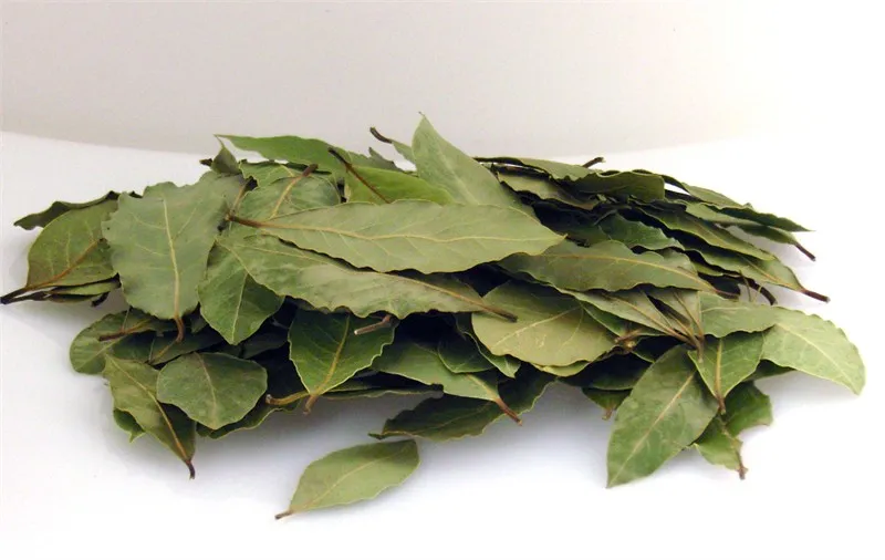 Detailed laurel leaf texture